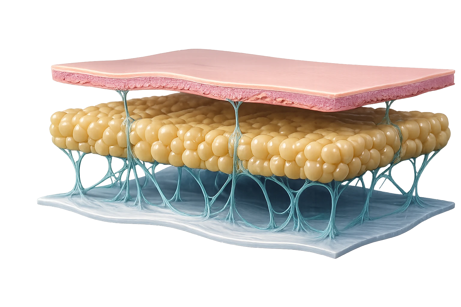 Coupe conceptuelle du derme, du tissu adipeux sous-cutané et du réseau fibroseptal